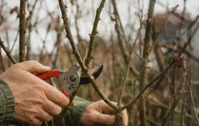 Hände schneiden einen älteren Rosenstrauch mit einer sauberen Gartenschere; Thema Stauden, Schwerpunkt Winterpflege; Umsetzung.