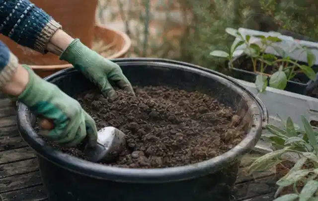 Behandschuhte Hände bereiten lockere Pflanzerde in einem großen Kübel vor; Thema Stauden, Schwerpunkt Winterpflege; Ergebnis.