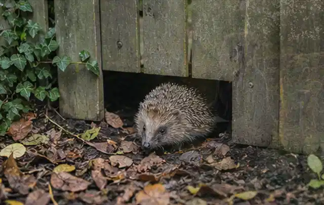 Igel nutzt einen bodennahen Durchgang unter einem hölzernen Gartenzaun; Thema Sternrußtau, Schwerpunkt Bestimmung; Kontrolle.