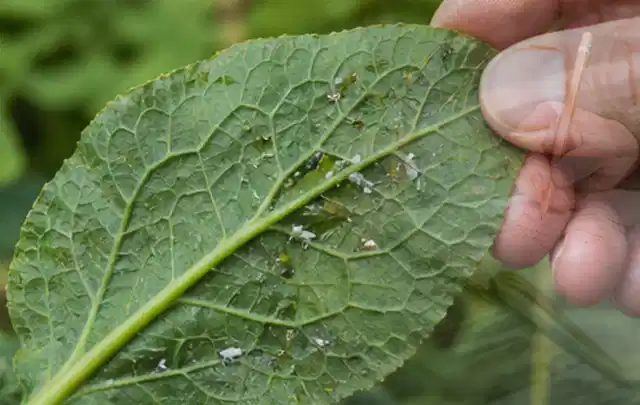 Hand hält ein Blatt mit kleinen hellen Schädlingen auf der Unterseite; Thema Sternrußtau, Schwerpunkt Bestimmung; Praxisalltag.