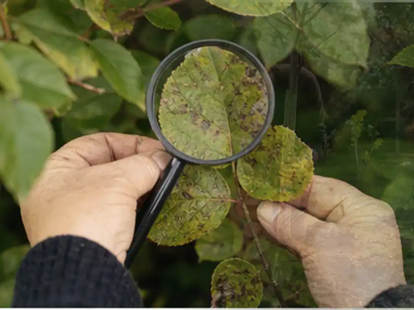 Hand untersucht ein sichtbar verändertes Pflanzenblatt mit einer Vergrößerungslupe; Thema Sternrußtau, Schwerpunkt Biologie; Titelbild.