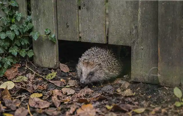 Igel nutzt einen bodennahen Durchgang unter einem hölzernen Gartenzaun; Thema Sternrußtau, Schwerpunkt Biologie; Ausgangslage.