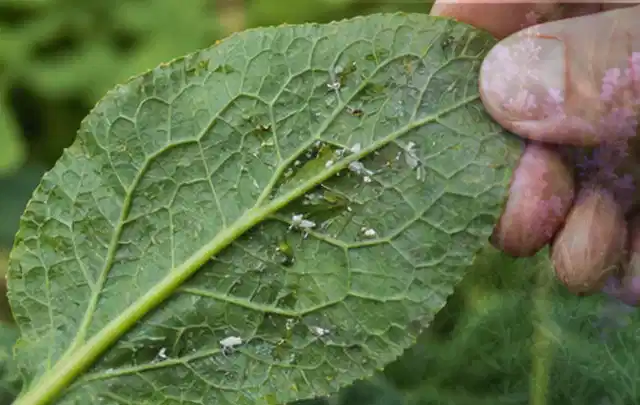Hand hält ein Blatt mit kleinen hellen Schädlingen auf der Unterseite; Thema Sternrußtau, Schwerpunkt Biologie; Kontrolle.