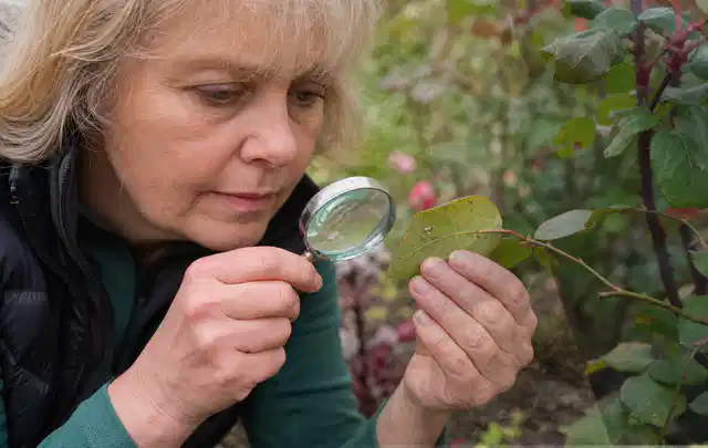 Person untersucht Blätter im Garten auf Schädlinge und Krankheitssymptome; Thema Sternrußtau, Schwerpunkt Biologie; Praxisalltag.