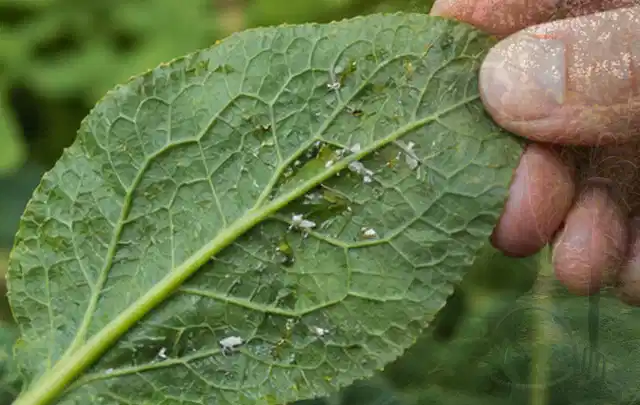 Hand hält ein Blatt mit kleinen hellen Schädlingen auf der Unterseite; Thema Sternrußtau, Schwerpunkt Fehlerhilfe; Kontrolle.