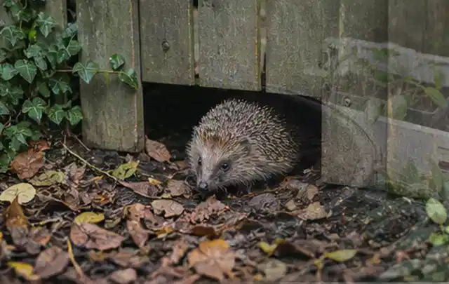 Igel nutzt einen bodennahen Durchgang unter einem hölzernen Gartenzaun; Thema Sternrußtau, Schwerpunkt Fehlerhilfe; Praxisalltag.