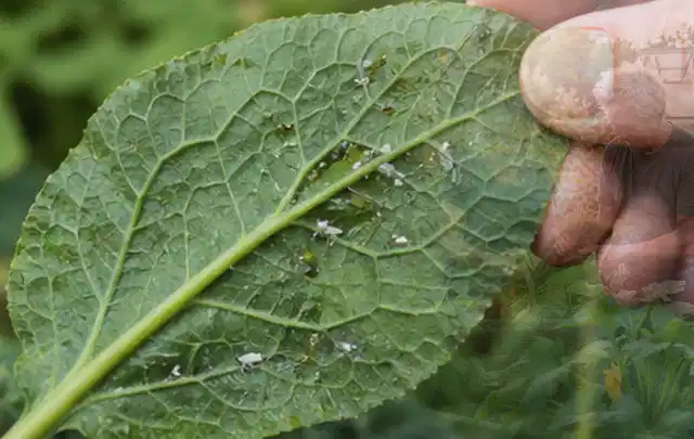 Hand hält ein Blatt mit kleinen hellen Schädlingen auf der Unterseite; Thema Sternrußtau, Schwerpunkt Gewächshaus; Umsetzung.