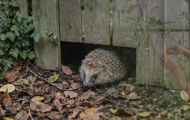 Igel nutzt einen bodennahen Durchgang unter einem hölzernen Gartenzaun; Thema Sternrußtau, Schwerpunkt Gewächshaus; Kontrolle.
