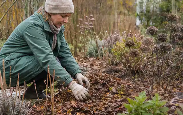 Person verteilt eine schützende Mulchschicht zwischen winterlichen Stauden; Thema Sternrußtau, Schwerpunkt Gewächshaus; Ergebnis.