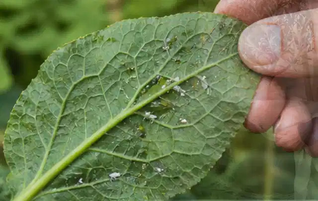Hand hält ein Blatt mit kleinen hellen Schädlingen auf der Unterseite; Thema Sternrußtau, Schwerpunkt Giftfreie Hilfe; Ergebnis.
