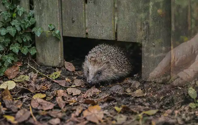 Igel nutzt einen bodennahen Durchgang unter einem hölzernen Gartenzaun; Thema Sternrußtau, Schwerpunkt Giftfreie Hilfe; Praxisalltag.