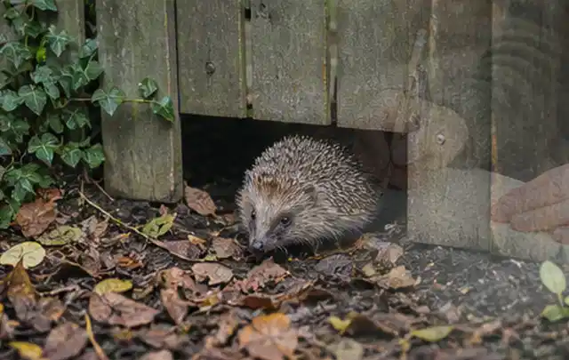 Igel nutzt einen bodennahen Durchgang unter einem hölzernen Gartenzaun; Thema Sternrußtau, Schwerpunkt Hausmittel; Praxisalltag.