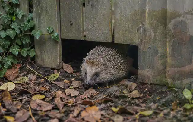 Igel nutzt einen bodennahen Durchgang unter einem hölzernen Gartenzaun; Thema Sternrußtau, Schwerpunkt Natürliche Bekämpfung; Ergebnis.