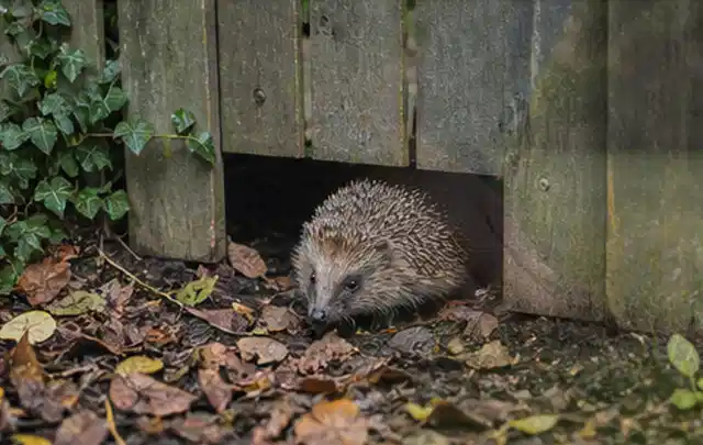 Igel nutzt einen bodennahen Durchgang unter einem hölzernen Gartenzaun; Thema Sternrußtau, Schwerpunkt Pflanzenhilfe; Ausgangslage.