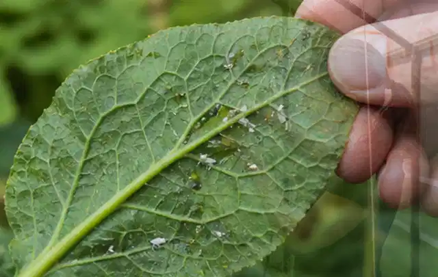 Hand hält ein Blatt mit kleinen hellen Schädlingen auf der Unterseite; Thema Sternrußtau, Schwerpunkt Pflanzenhilfe; Ergebnis.