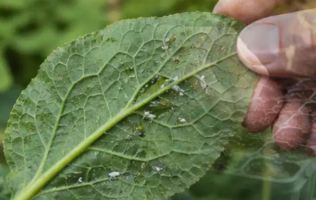 Hand hält ein Blatt mit kleinen hellen Schädlingen auf der Unterseite; Thema Sternrußtau, Schwerpunkt Saison; Umsetzung.