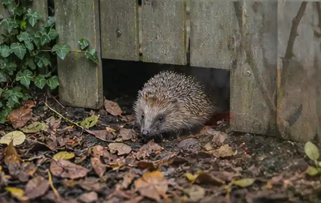 Igel nutzt einen bodennahen Durchgang unter einem hölzernen Gartenzaun; Thema Sternrußtau, Schwerpunkt Saison; Kontrolle.