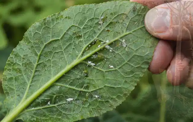 Hand hält ein Blatt mit kleinen hellen Schädlingen auf der Unterseite; Thema Sternrußtau, Schwerpunkt Schadbild; Praxisalltag.