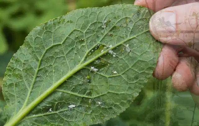 Hand hält ein Blatt mit kleinen hellen Schädlingen auf der Unterseite; Thema Sternrußtau, Schwerpunkt Schädlinge Krankheiten; Umsetzung.