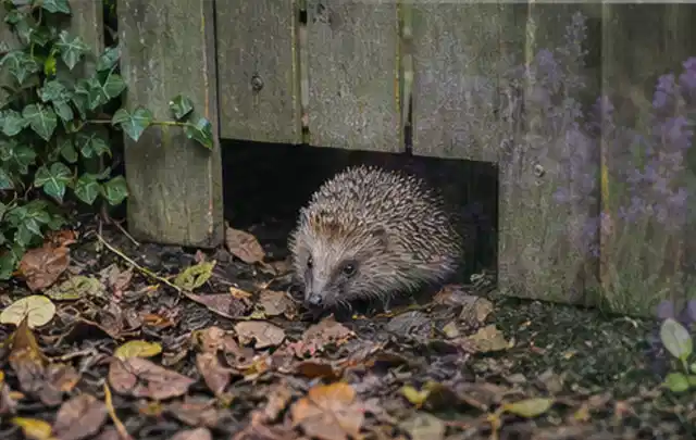 Igel nutzt einen bodennahen Durchgang unter einem hölzernen Gartenzaun; Thema Sternrußtau, Schwerpunkt Soforthilfe; Ausgangslage.