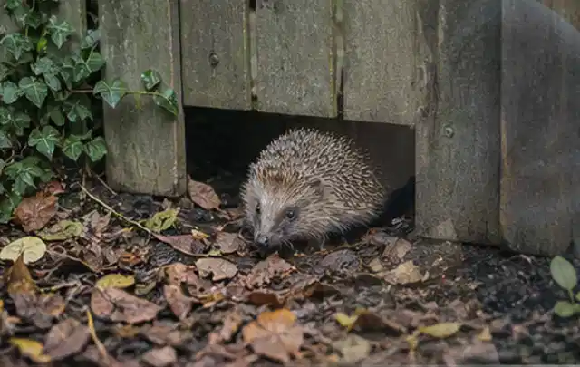 Igel nutzt einen bodennahen Durchgang unter einem hölzernen Gartenzaun; Thema Sternrußtau, Schwerpunkt Ursachen; Umsetzung.