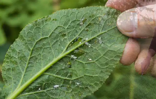 Hand hält ein Blatt mit kleinen hellen Schädlingen auf der Unterseite; Thema Sternrußtau, Schwerpunkt Ursachen; Praxisalltag.