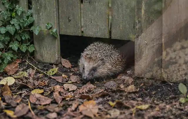 Igel nutzt einen bodennahen Durchgang unter einem hölzernen Gartenzaun; Thema Sternrußtau, Schwerpunkt Vorbeugung; Ergebnis.