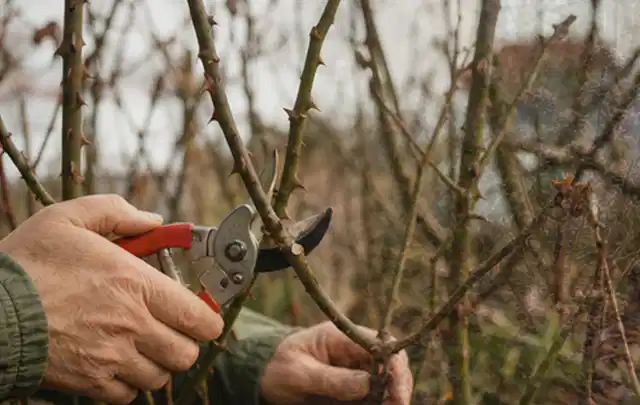 Hände schneiden einen älteren Rosenstrauch mit einer sauberen Gartenschere; Thema Stiefmütterchen, Schwerpunkt Bewässerung; Ausgangslage.