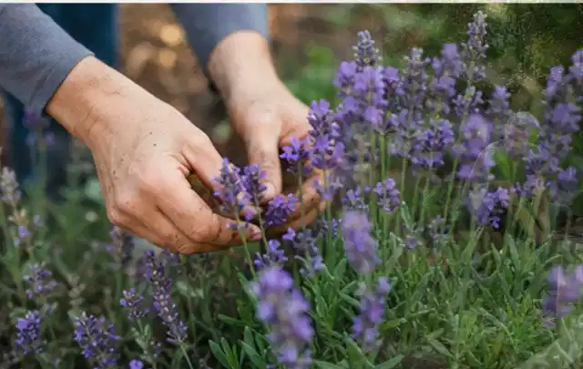 Hände pflegen blühenden Lavendel in einem natürlich angelegten Gartenbeet; Thema Stiefmütterchen, Schwerpunkt Bewässerung; Umsetzung.