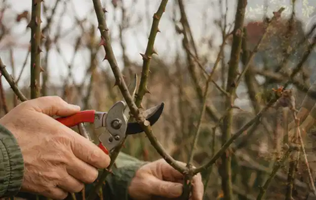 Hände schneiden einen älteren Rosenstrauch mit einer sauberen Gartenschere; Thema Stiefmütterchen, Schwerpunkt Düngung; Kontrolle.