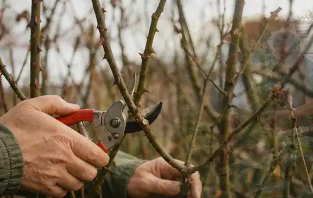 Hände schneiden einen älteren Rosenstrauch mit einer sauberen Gartenschere; Thema Stiefmütterchen, Schwerpunkt Einsteigerwissen; Praxisalltag.
