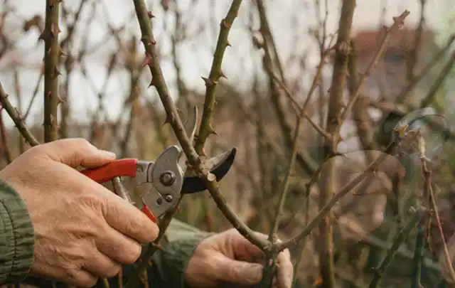 Hände schneiden einen älteren Rosenstrauch mit einer sauberen Gartenschere; Thema Stiefmütterchen, Schwerpunkt Fehlerhilfe; Kontrolle.