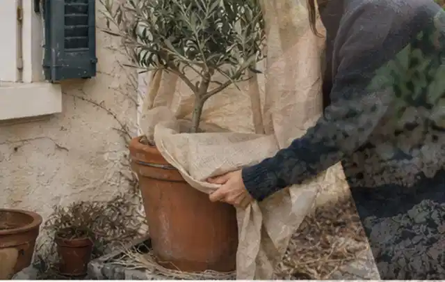 Person umhüllt eine mediterrane Kübelpflanze mit atmungsaktivem Winterschutz; Thema Stiefmütterchen, Schwerpunkt Fehlerhilfe; Ergebnis.