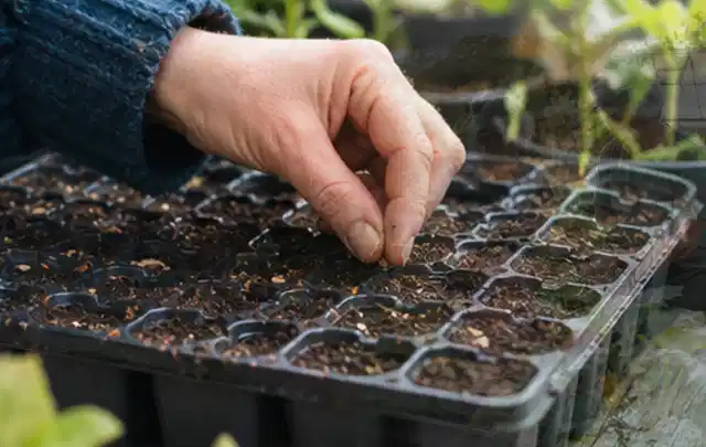 Hand legt einzelne Samen in vorbereitete Anzuchtschalen mit lockerer Erde; Thema Stiefmütterchen, Schwerpunkt Fehlerhilfe; Praxisalltag.