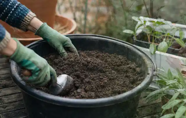 Behandschuhte Hände bereiten lockere Pflanzerde in einem großen Kübel vor; Thema Stiefmütterchen, Schwerpunkt Gartenpraxis; Kontrolle.