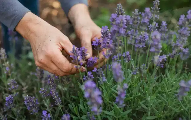 Hände pflegen blühenden Lavendel in einem natürlich angelegten Gartenbeet; Thema Stiefmütterchen, Schwerpunkt Gartenpraxis; Ergebnis.
