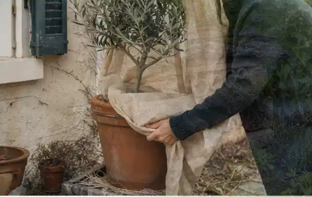 Person umhüllt eine mediterrane Kübelpflanze mit atmungsaktivem Winterschutz; Thema Stiefmütterchen, Schwerpunkt Gartenpraxis; Praxisalltag.
