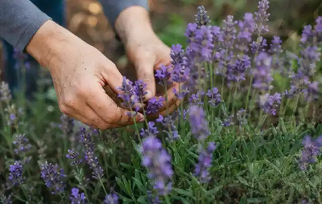 Hände pflegen blühenden Lavendel in einem natürlich angelegten Gartenbeet; Thema Stiefmütterchen, Schwerpunkt Jahrespflege; Kontrolle.