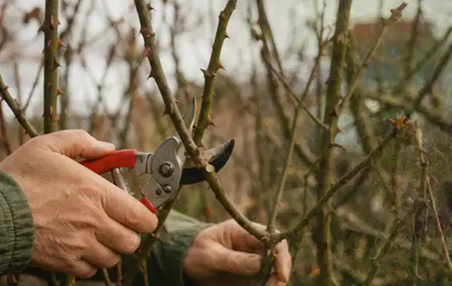 Hände schneiden einen älteren Rosenstrauch mit einer sauberen Gartenschere; Thema Stiefmütterchen, Schwerpunkt Kaufberatung; Ausgangslage.