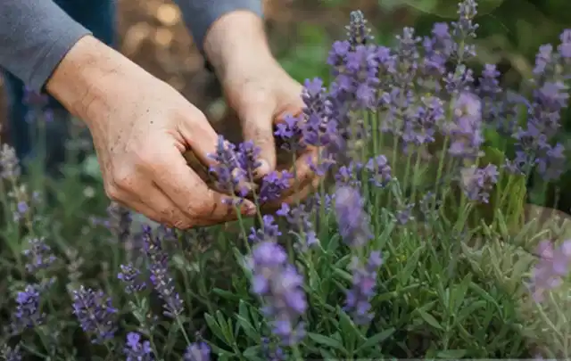 Hände pflegen blühenden Lavendel in einem natürlich angelegten Gartenbeet; Thema Stiefmütterchen, Schwerpunkt Kaufberatung; Kontrolle.