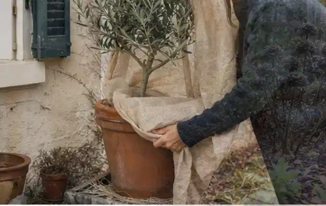 Person umhüllt eine mediterrane Kübelpflanze mit atmungsaktivem Winterschutz; Thema Stiefmütterchen, Schwerpunkt Pflanzengesundheit; Ausgangslage.