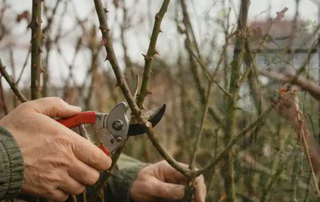 Hände schneiden einen älteren Rosenstrauch mit einer sauberen Gartenschere; Thema Stiefmütterchen, Schwerpunkt Pflanzengesundheit; Kontrolle.