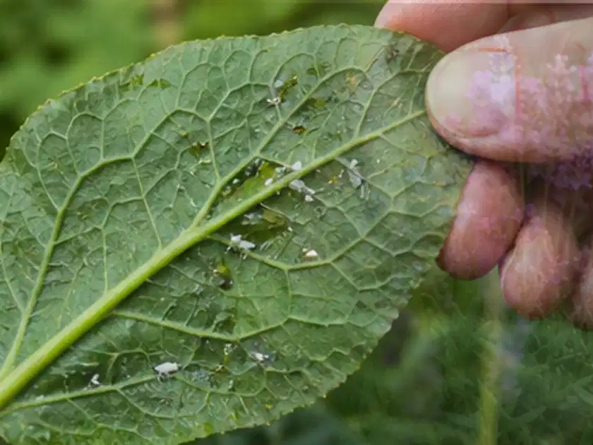 Hand hält ein Blatt mit kleinen hellen Schädlingen auf der Unterseite; Thema Stiefmütterchen, Schwerpunkt Pflanzenschutz; Titelbild.