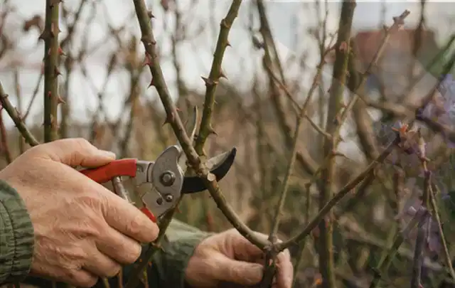 Hände schneiden einen älteren Rosenstrauch mit einer sauberen Gartenschere; Thema Stiefmütterchen, Schwerpunkt Pflanzenschutz; Ausgangslage.