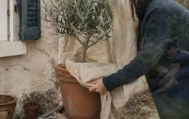 Person umhüllt eine mediterrane Kübelpflanze mit atmungsaktivem Winterschutz; Thema Stiefmütterchen, Schwerpunkt Pflanzenschutz; Kontrolle.