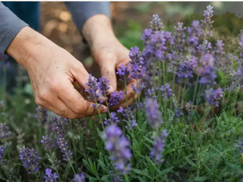 Hände pflegen blühenden Lavendel in einem natürlich angelegten Gartenbeet; Thema Stiefmütterchen, Schwerpunkt Pflanzpartner; Titelbild.