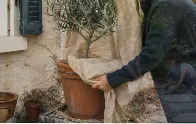 Person umhüllt eine mediterrane Kübelpflanze mit atmungsaktivem Winterschutz; Thema Stiefmütterchen, Schwerpunkt Pflanzpartner; Umsetzung.