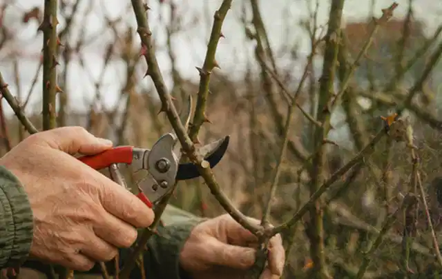Hände schneiden einen älteren Rosenstrauch mit einer sauberen Gartenschere; Thema Stiefmütterchen, Schwerpunkt Pflanzpartner; Kontrolle.