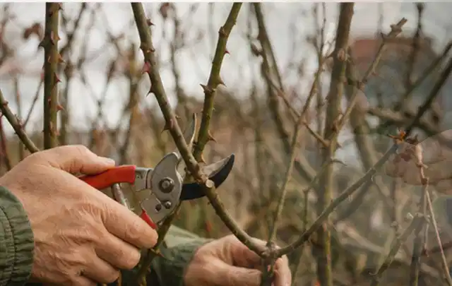 Hände schneiden einen älteren Rosenstrauch mit einer sauberen Gartenschere; Thema Stiefmütterchen, Schwerpunkt Problemlösung; Kontrolle.