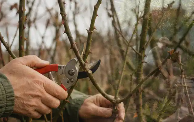 Hände schneiden einen älteren Rosenstrauch mit einer sauberen Gartenschere; Thema Stiefmütterchen, Schwerpunkt Sortenwahl; Umsetzung.